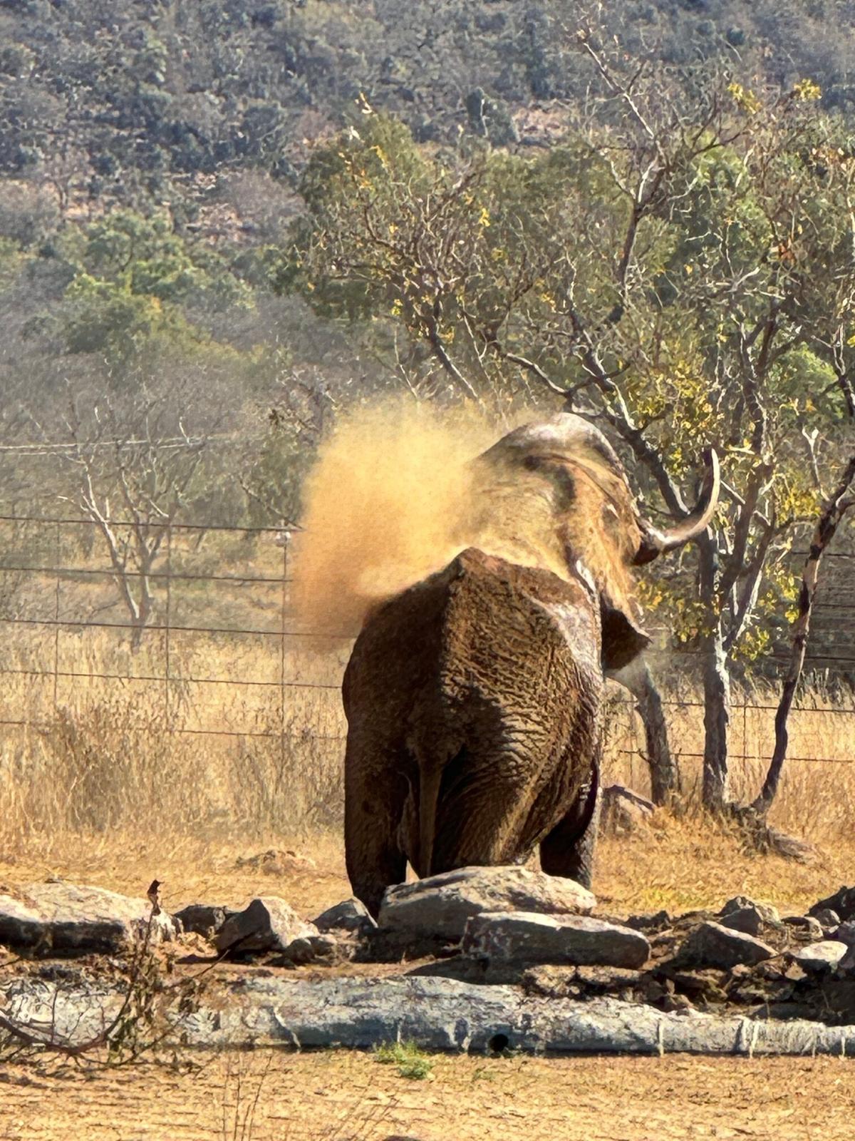 泥風呂を楽しむドゥーマさん。(エリザベス・マーガレット・ステイン財団提供)