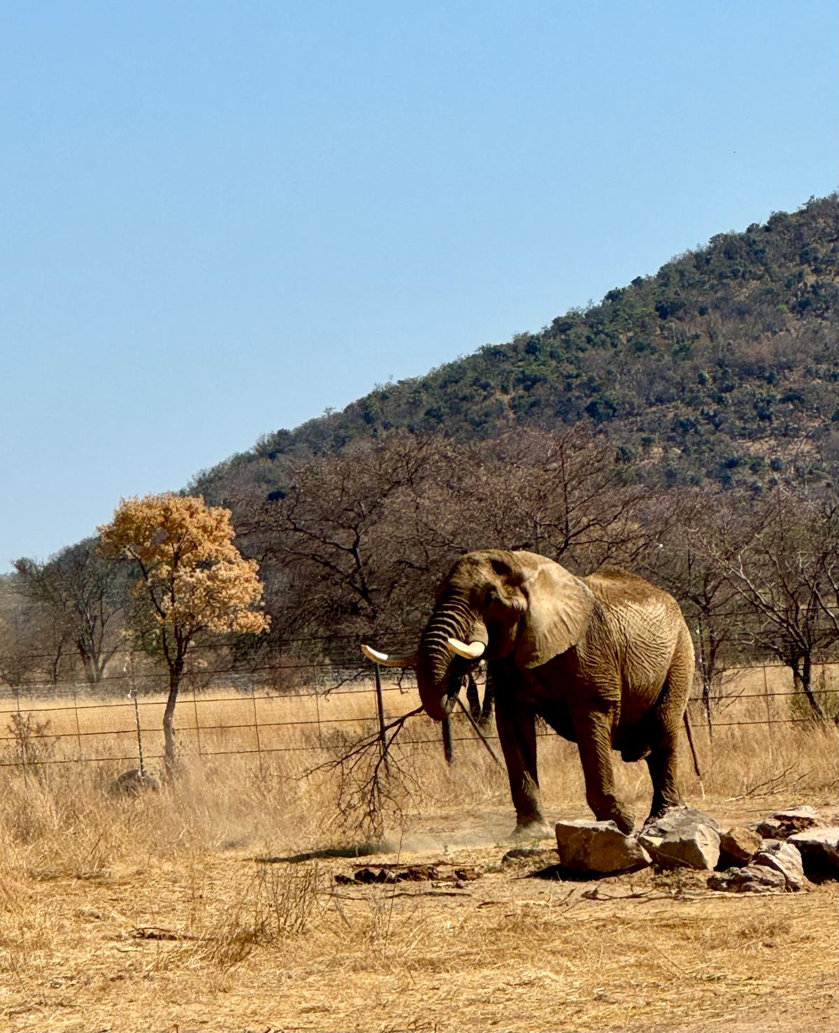 カー氏は、ドゥマはシャンバラの自然環境の音に「すぐに慣れた」と語る。(エリザベス・マーガレット・ステイン財団提供)
