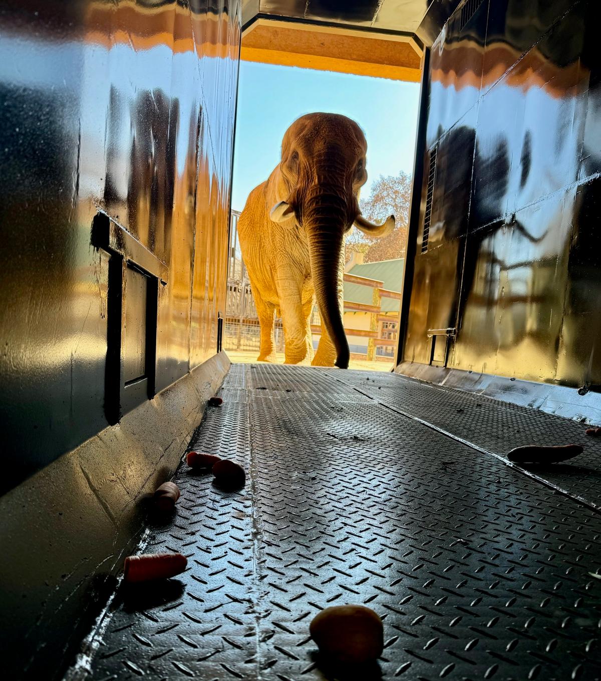 2024年7月24日、ドゥーマは木箱の中に入る。(エリザベス・マーガレット・ステイン財団提供)