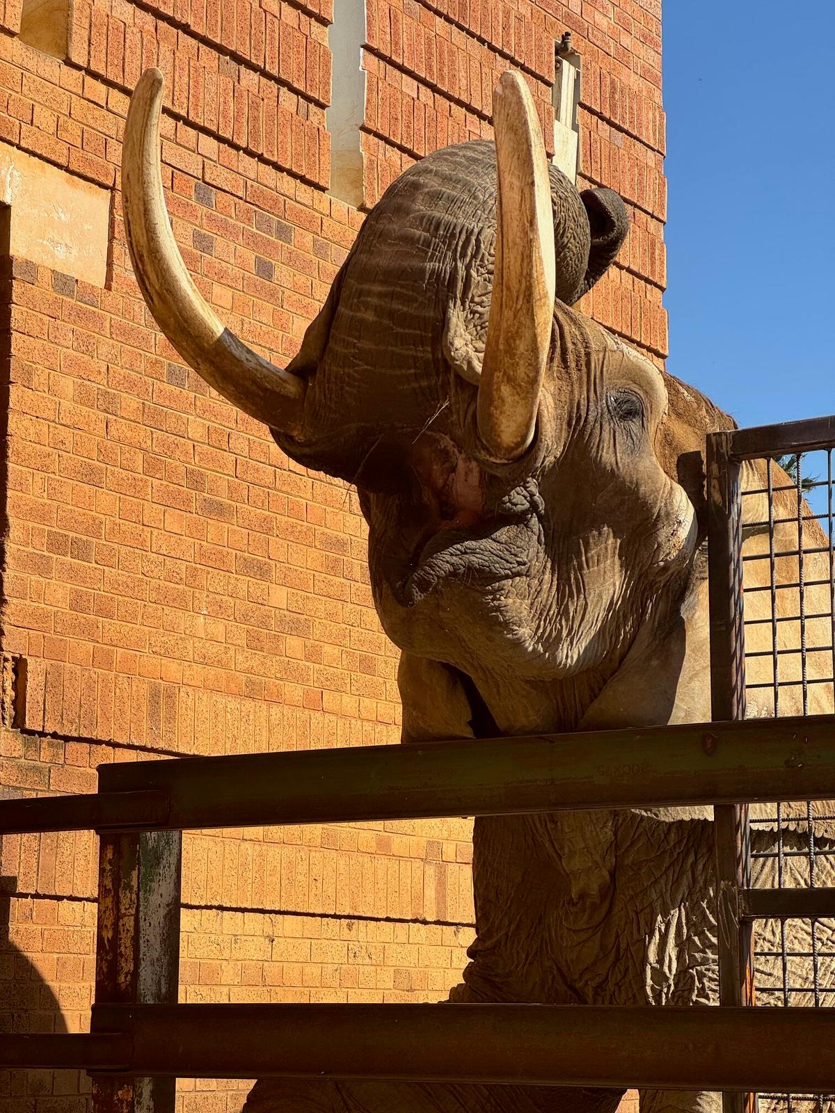 救出される前の動物園のドゥマ。(エリザベス・マーガレット・ステイン財団提供)