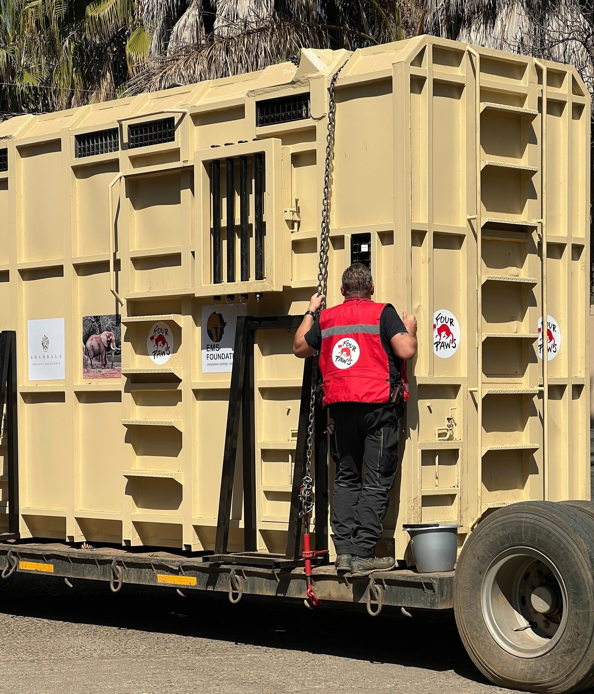 トラックが動物園から木箱を移動させる準備をしている間、フォー・ポーズ・インターナショナルのフランク・ゴーティズ博士がドゥマの様子を確認している。(エリザベス・マーガレット・ステイン財団提供)