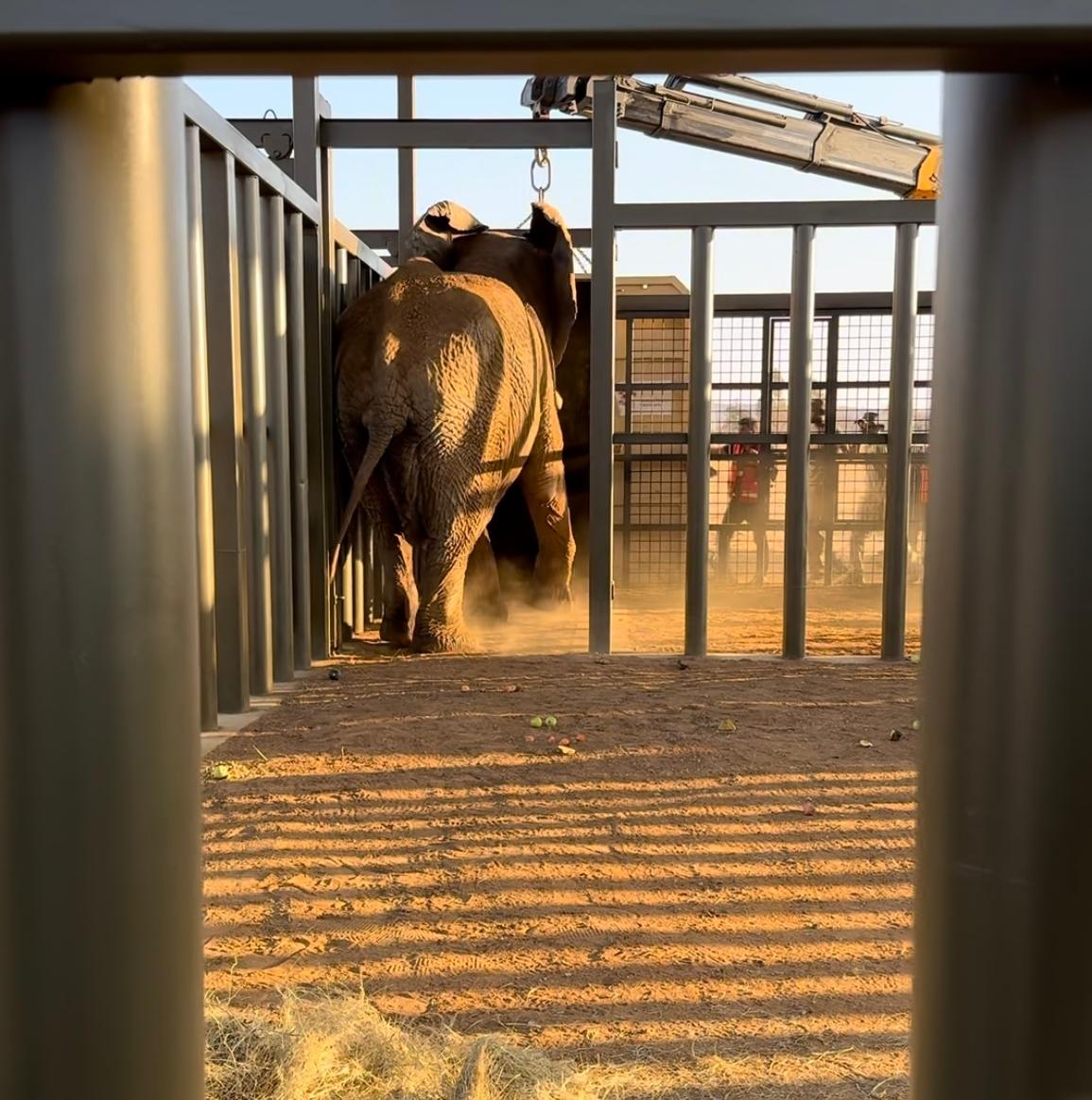 ドゥマはケージから出て、シャンバラの仮囲いの中へと戻っていった。(エリザベス・マーガレット・ステイン財団提供)