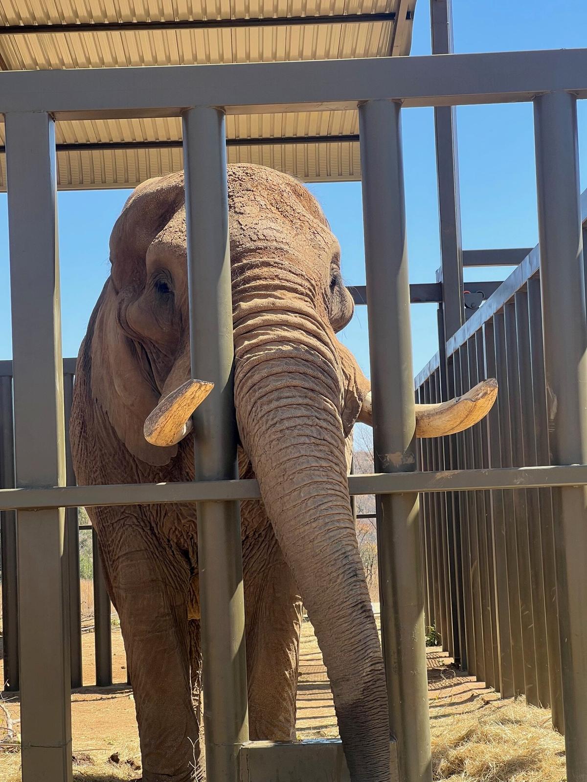 シャンバラの仮囲いの中にいるドゥーマ。(エリザベス・マーガレット・ステイン財団提供)