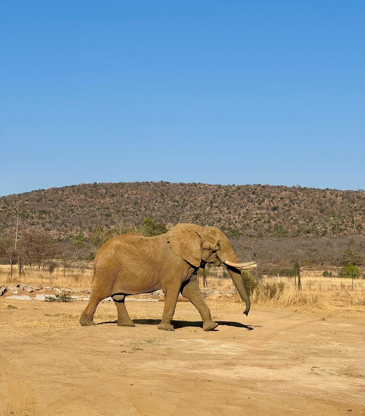 Duma has been released into his first natural area at Shambala Private Reserve in Limpopo, South Africa. (Courtesy of The Elizabeth Margaret Steyn Foundation)