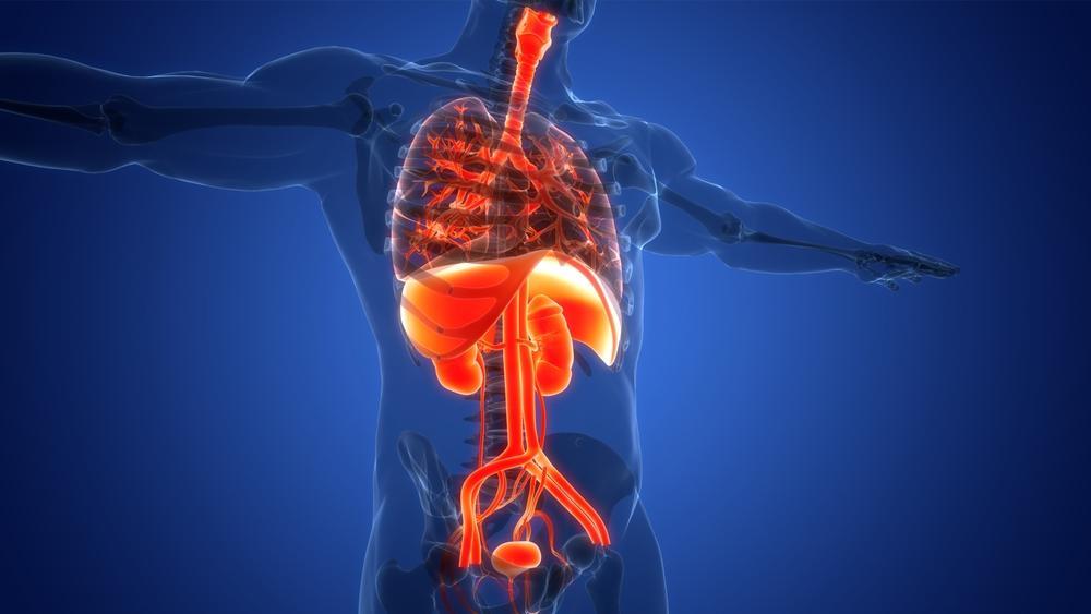 Protect Your Vital Organs: Ancient Remedies and Harmful Habits