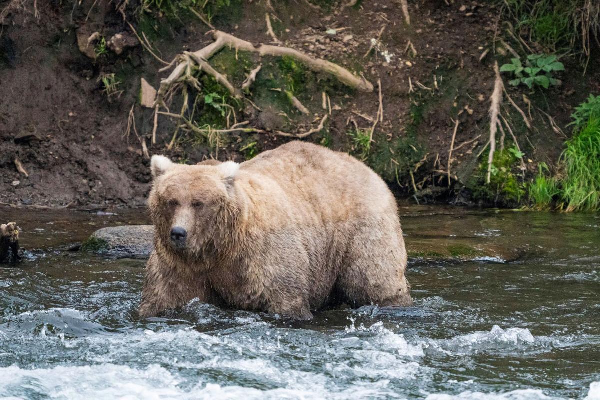 Alaska’s Fat Bear Contest Winner Finishes Ahead of the Bear That Killed Her Cub