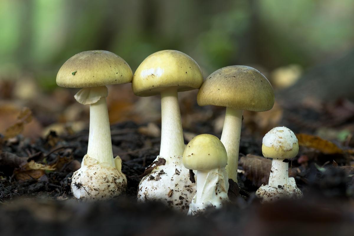 11 Romanian Pilgrims in Greek Hospital After Eating Poisonous Wild Mushrooms on Mount Athos