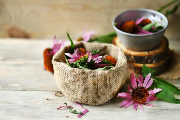 The Best Medicinal Herbs You Can Grow Indoors | USNN World News Immune system-boosting echinacea, also known as purple coneflower, is surprisingly easy to grow indoors. (Sunvic/Shutterstock)