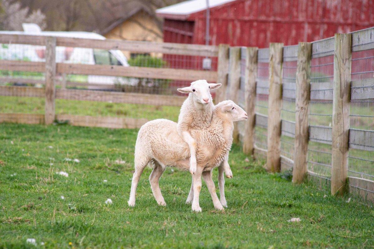 Jeanne and Margaretta playing together, May 2024. (Farm Sanctuary)