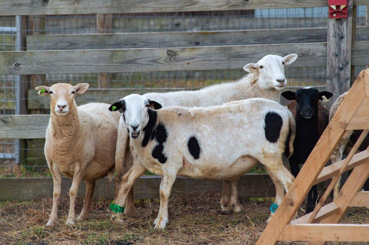 Mom Evie (background) hangs out with other sheep at the Farm Sanctuary facility in upstate New York. (Farm Sanctuary)