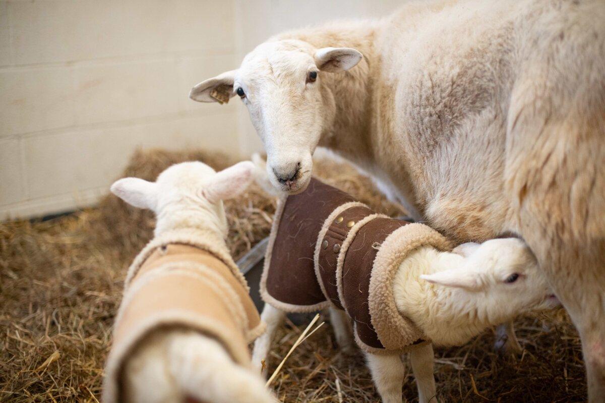 Mom Evie with her twins. (Farm Sanctuary)