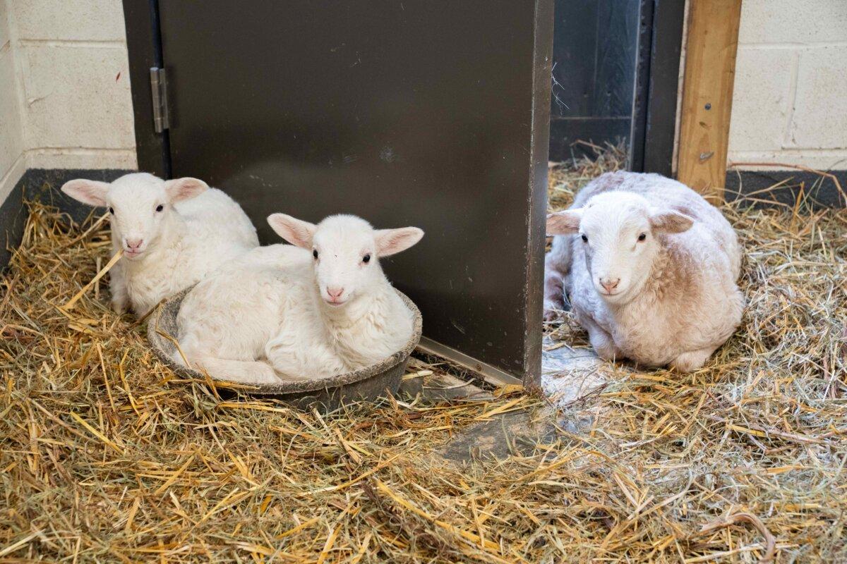 Twins Jeanne and Margaretta hang out with Samson, another lamb that was born after his mother was rescued from the Wake County, North Carolina, farm. (Farm Sanctuary)