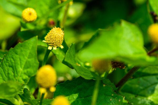 The toothache plant is aptly named. (pisitpong2017/Shutterstock)