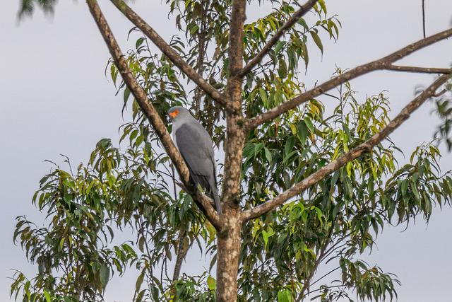 The New Britain goshawk is only found on the island of New Britain in Papua New Guinea. (© WWF-Pacific / Tom Vierus)