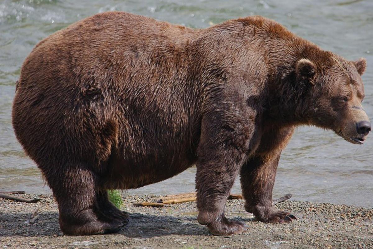 Chunk competed with Grazer in the Fat Bear Week finals but ultimately fell short in the voting department. (Courtesy of National Parks Service)