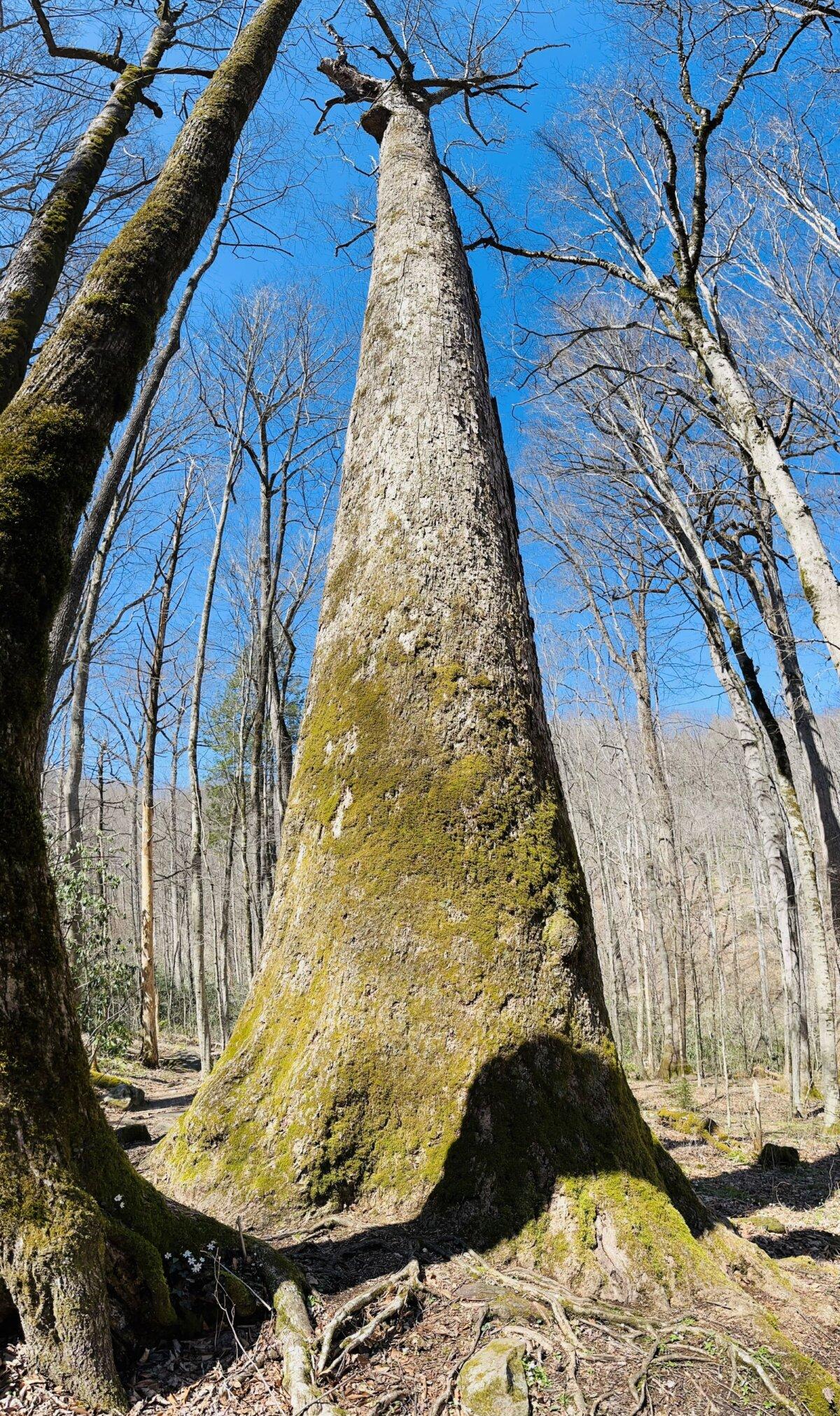 Old growth poplars in Joyce Kilmer National Forest. (Deena Bouknight)