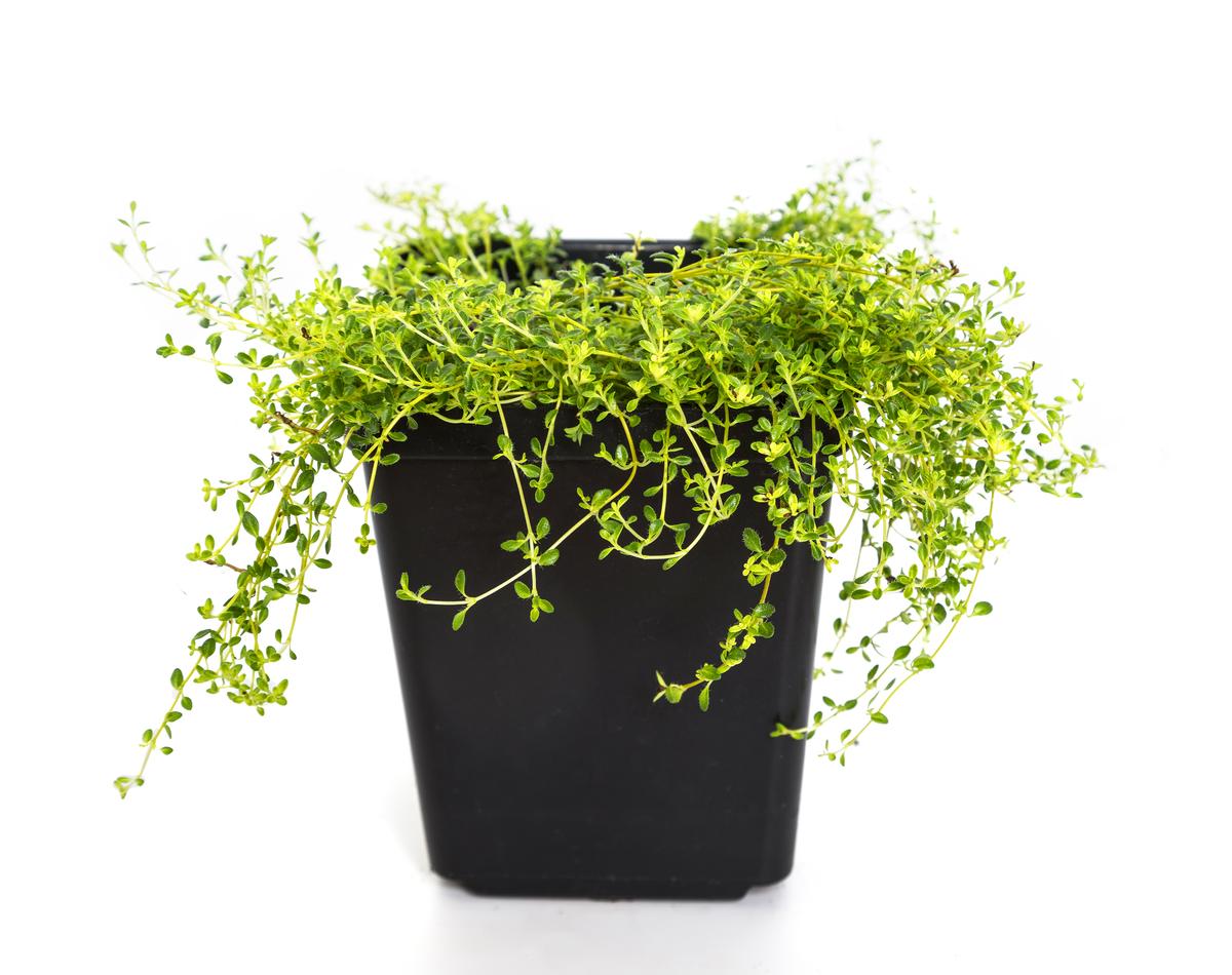 Harvest, Store and Preserve Herbs From the Garden