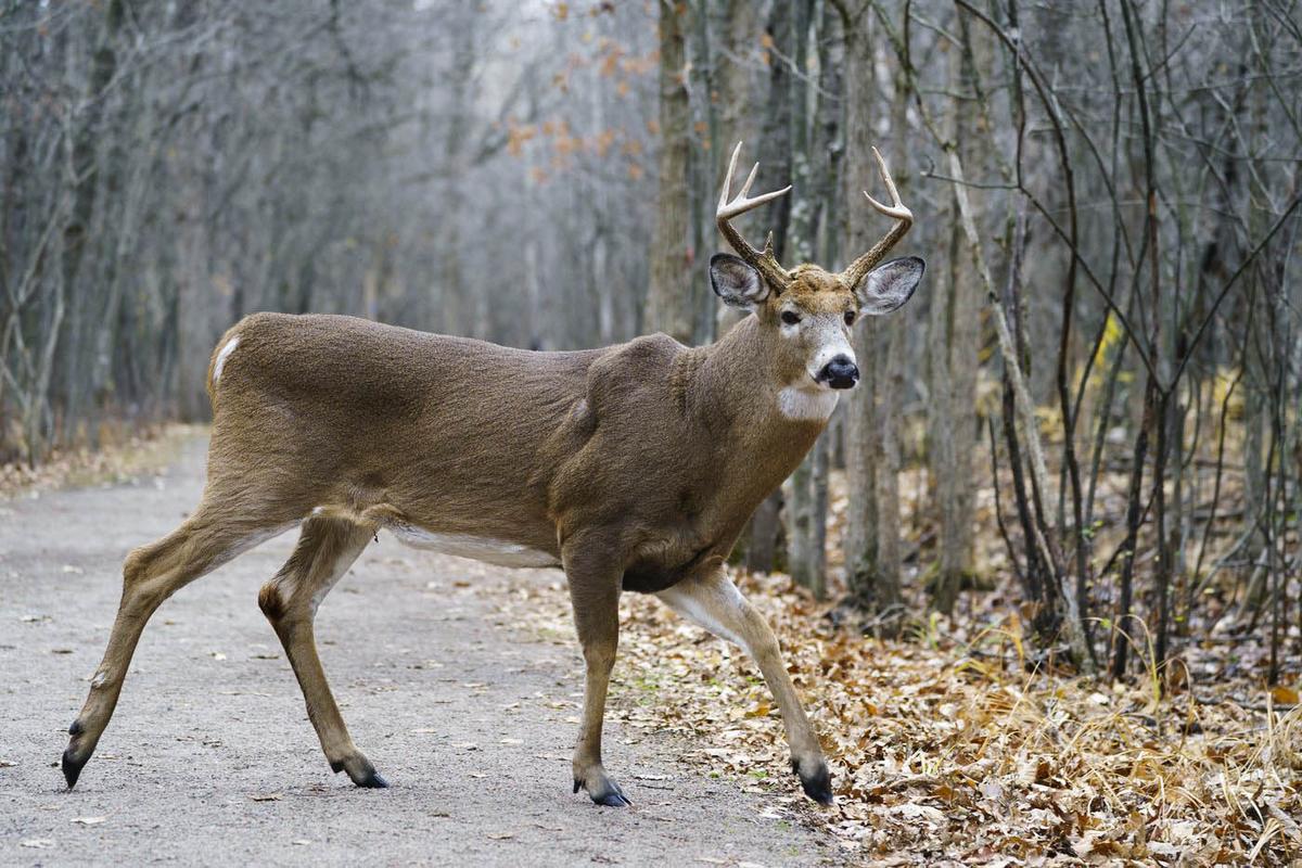 Longueuil Gets Permit to Go Ahead With Deer Cull in Local Park That Has Been Overrun