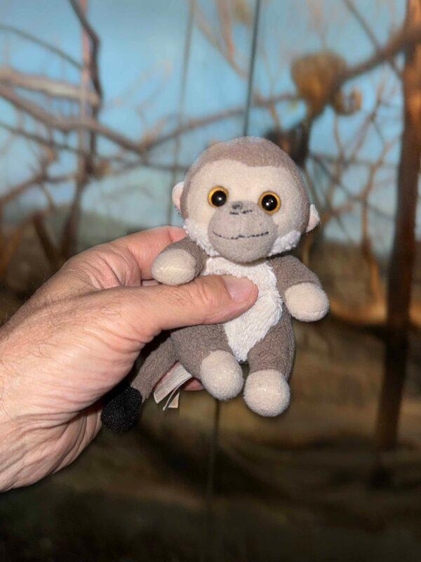 Sigmund, the comfort monkey, at the howler monkey enclosure at Lincoln Park Zoo. (Alan Behr/TNS)