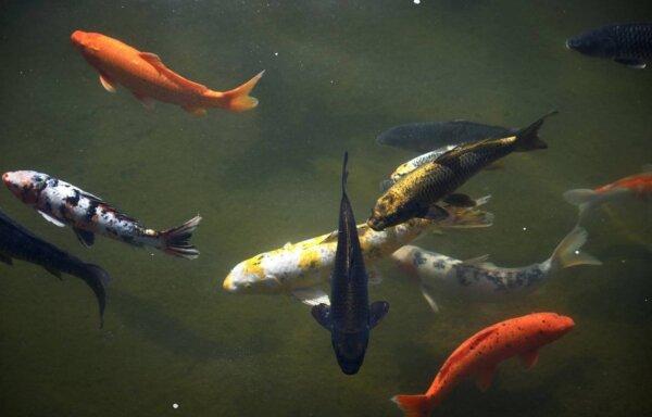 Koi in the Koi Pond at Fresno's Shinzen Friendship Garden in Woodward Park in Fresno, Calif., on Sept. 5, 2024. (Eric Paul Zamora/The Fresno Bee/TNS)