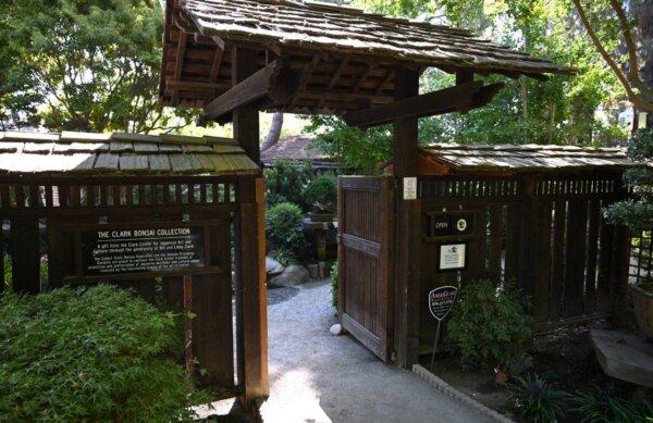 The Clark Bonsai Collection, located inside Shinzen Friendship Garden, in Fresno, Calif., on Sept. 4, 2024. (Eric Paul Zamora/The Fresno Bee/TNS)