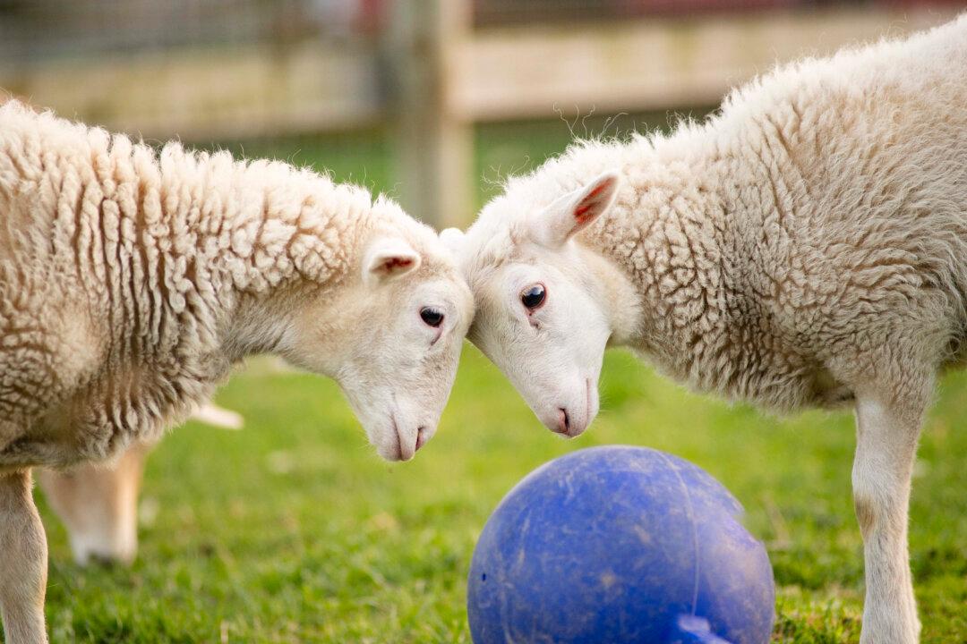 A Double Surprise: After Being Saved From Abuse, Sheep Delivers Twin Lambs at Animal Sanctuary