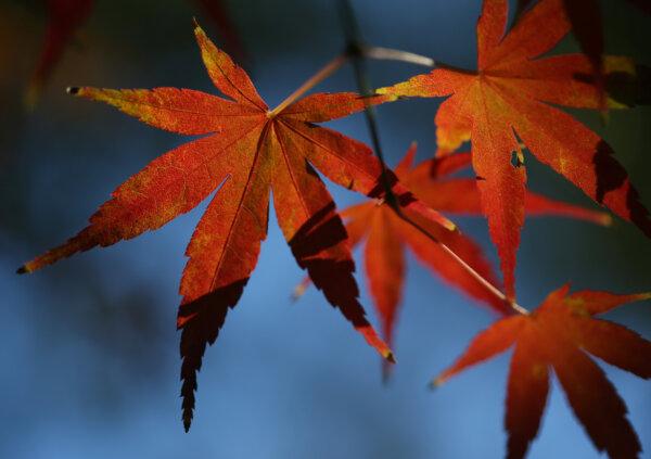 Fall colors are seen on a Japanese maple tree in Oakland, California, on Nov. 16, 2022. (Jane Tyska/Bay Area News Group/TNS)