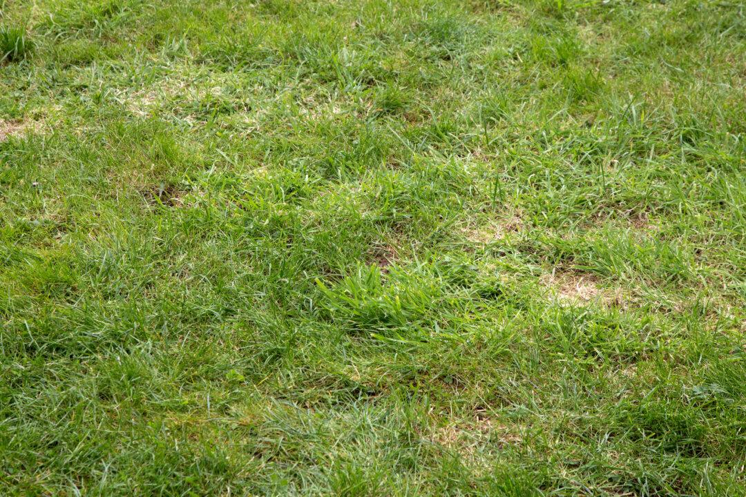 Cures for Lumpy Lawns
