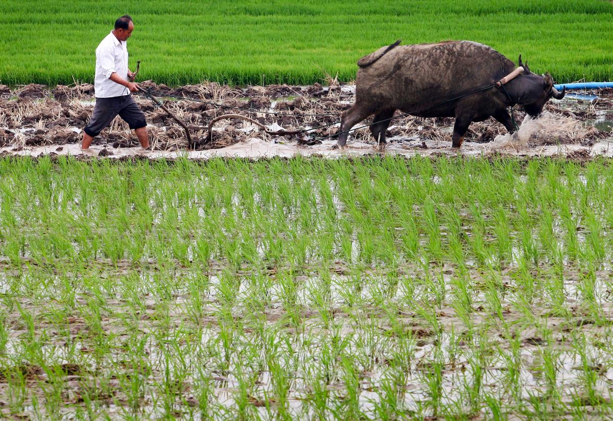 Chinese Farmers Hit Hardest by New Retirement Scheme, Experts Say