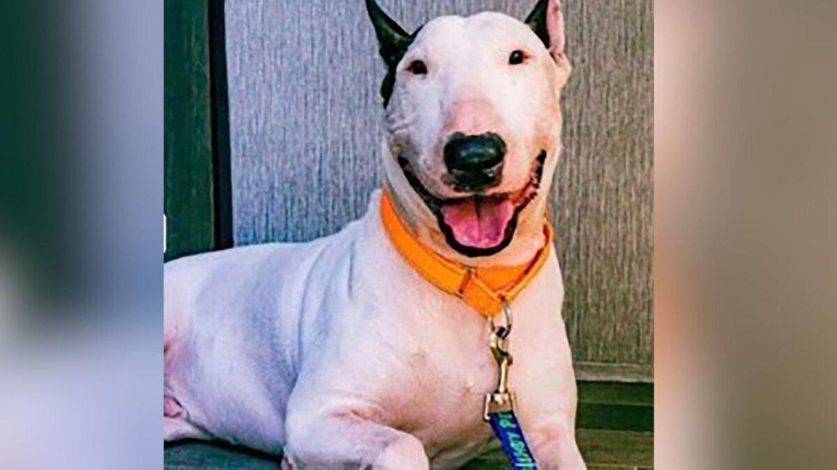 A dog nicknamed Trooper, who was found abandoned along Interstate 75 in Tampa, Fla., as residents evacuated Florida's Gulf Coast shortly before Hurricane Milton made landfall. (Florida Department of Highway Safety and Motor Vehicles via AP)