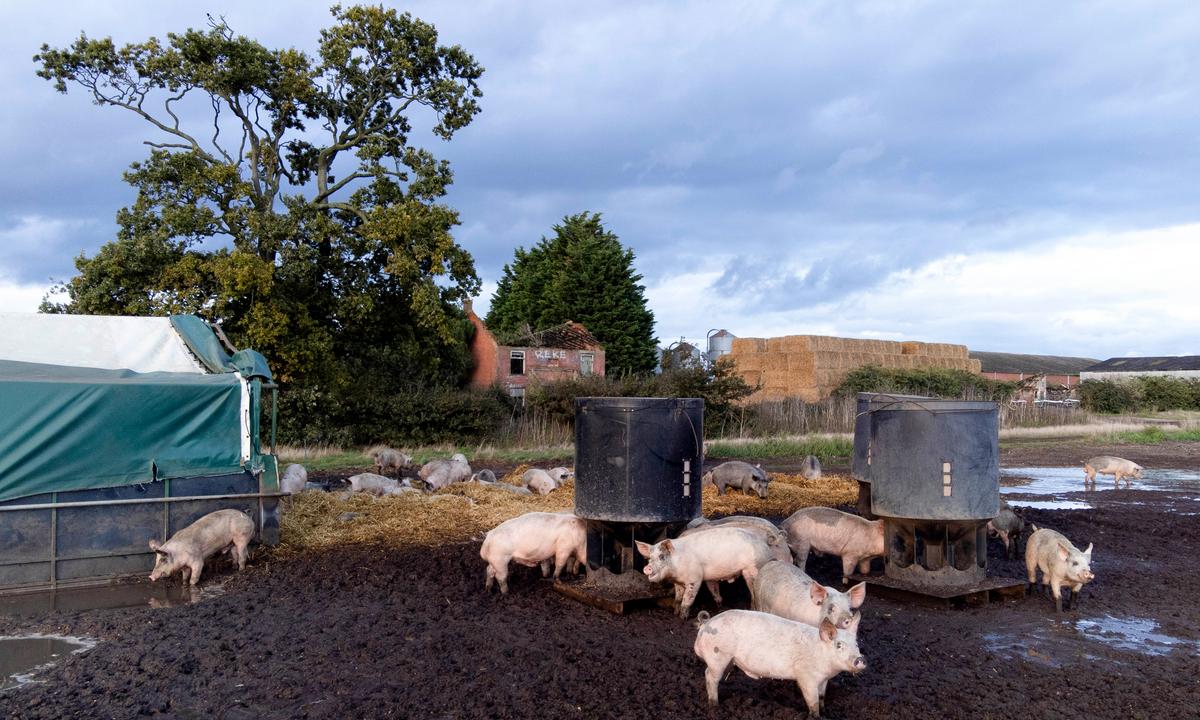 Just 2.3 Percent of Animal Farming Welfare Breaches Prosecuted, Report Finds
