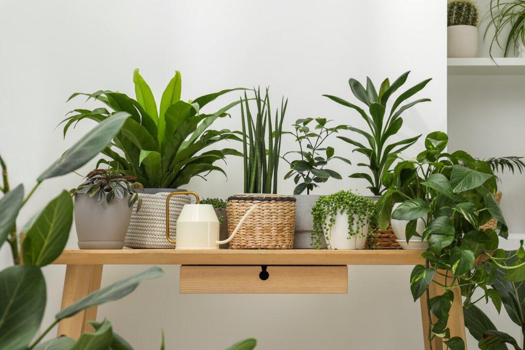 Watering Houseplants