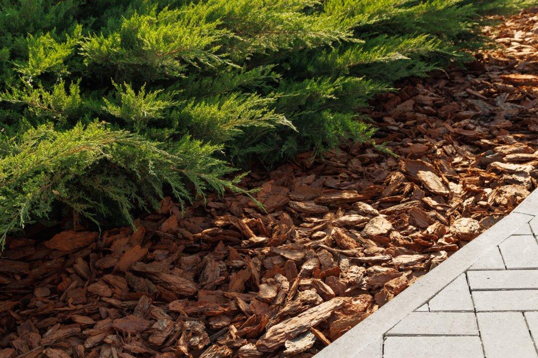A Cozy Blanket for Your Garden: Choosing the Right Winter Mulch