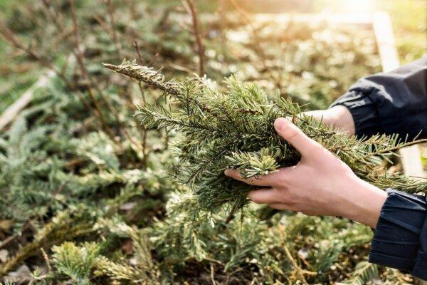 Natural mulch, such as pine needles and wood chips, is an easy, no-waste option. (Mariana Serdynska/Shutterstock)