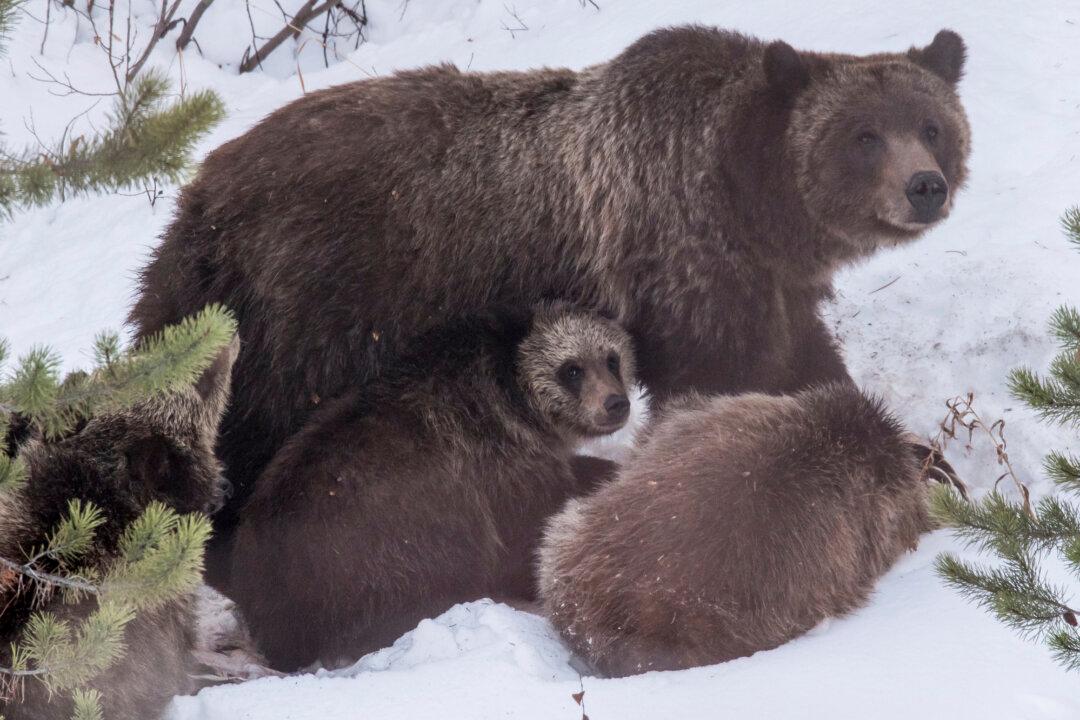 Grand Teton Grizzly Bear No. 399 That Delighted Visitors for Decades Is Killed by Vehicle in Wyoming