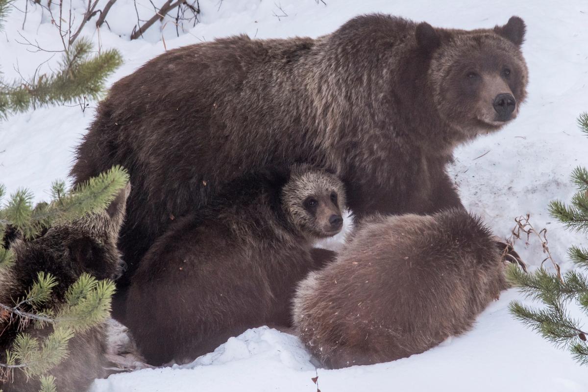 Grand Teton Grizzly Bear No. 399 That Delighted Visitors for Decades Is Killed by Vehicle in Wyoming