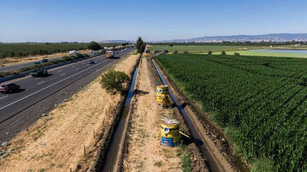 Two Minions created by Juan Ramirez beckon visitors to the Cool Patch Pumpkins in Dixon. The hay bale creations have become a popular landmark as motorists head along Interstate 80 from Sacramento to the Bay Area. (Hector Amezcua/The Sacramento Bee/TNS)