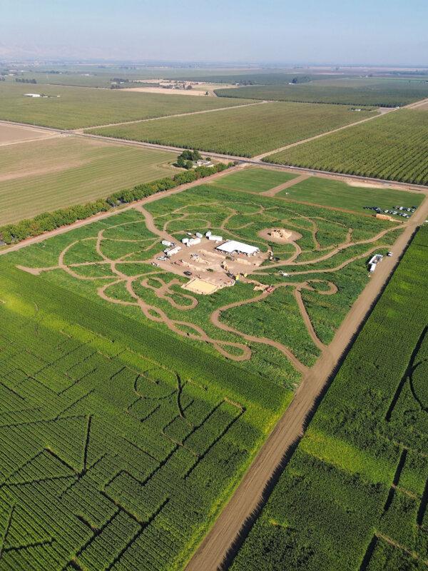 “You can learn a lot” about a person from how they behave in a corn maze, says professional corn maze designer Brett Herbst. (Tayler Cooley/TNS)