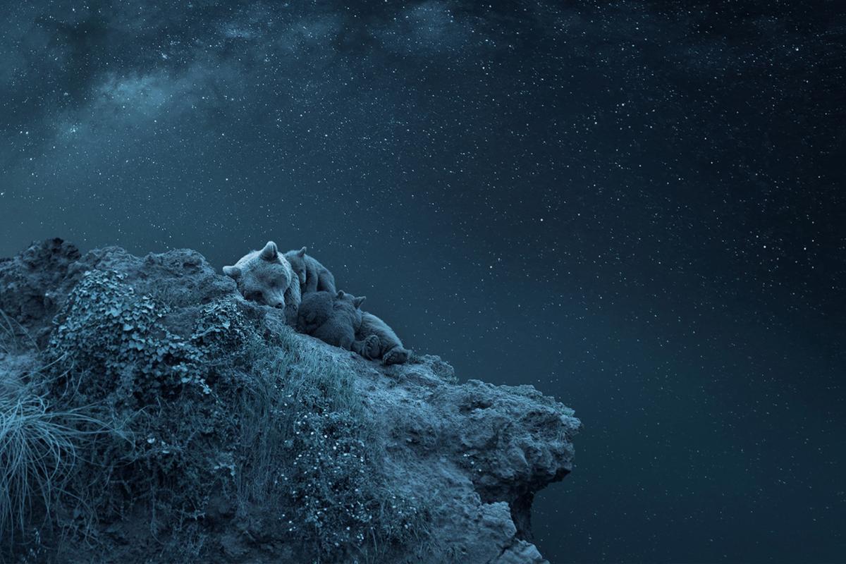 ‘Dreaming Above the Universe’: Photographer Wins Award for Creative Image of Bear Family Sleeping Under the Stars thumbnail