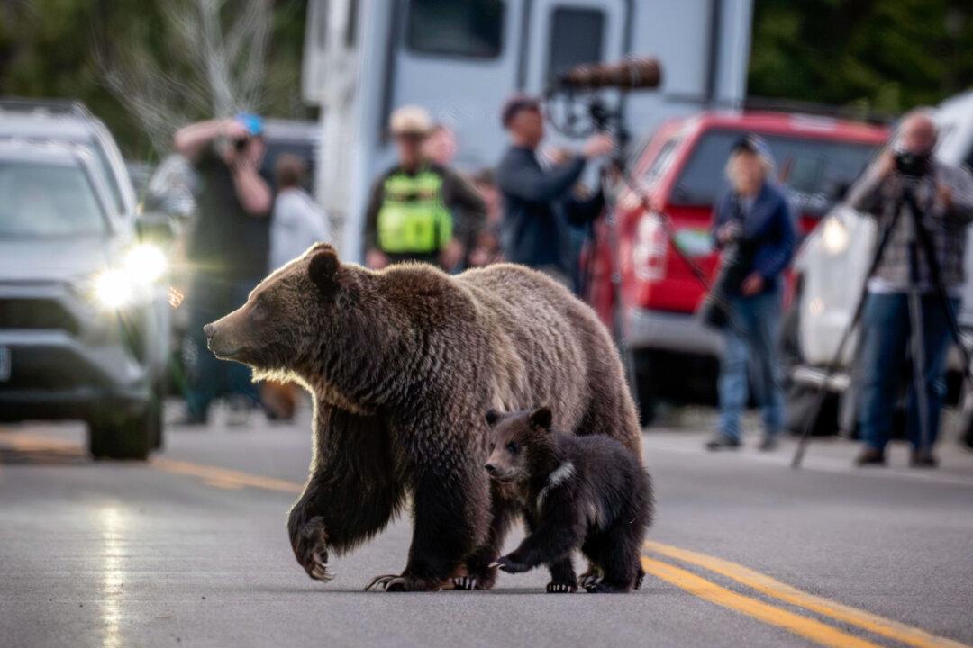 Cub of Famous Wyoming Grizzly No. 399 Has Been Unseen Since His Mother’s Death but Odds Look Good
