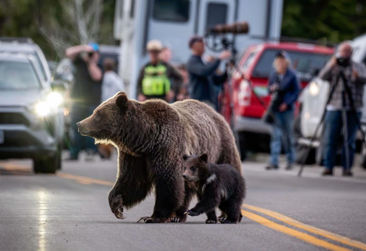 Cub of Famous Wyoming Grizzly No. 399 Has Been Unseen Since His Mother’s Death but Odds Look Good