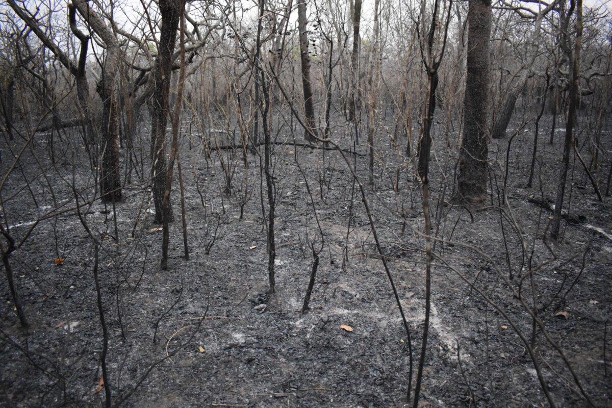 Fire damaged forest in Santa Cruz, Bolivia. (Photo courtesy of Huascar Bustillos)