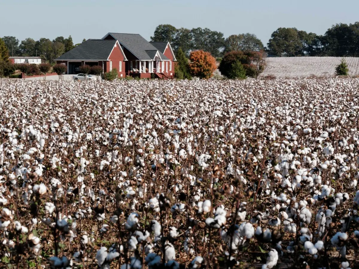Cotton grows on a field at a farm in Barnesville, Ga., on Oct. 25, 2024. (Yasuyoshi Chiba/AFP)