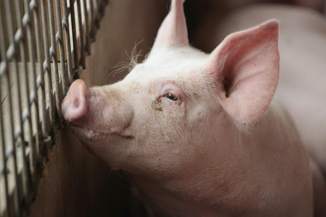 1st US Pig Tests Positive for Bird Flu; Oregon Backyard Farm Under Quarantine