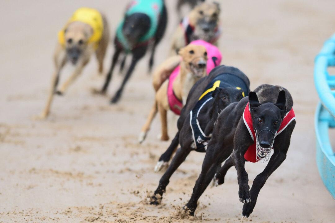 Greyhound Racing Victoria Defends Record as Animal Welfare Motion Passes