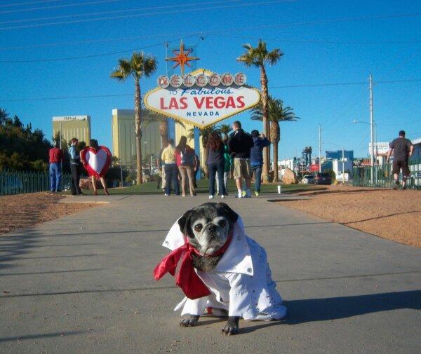 (Courtesy of BringFido)