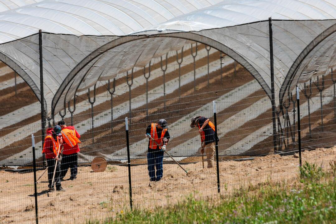 California Court Cites Federal Cannabis Ban in Blocking State-Issued Grow Permit