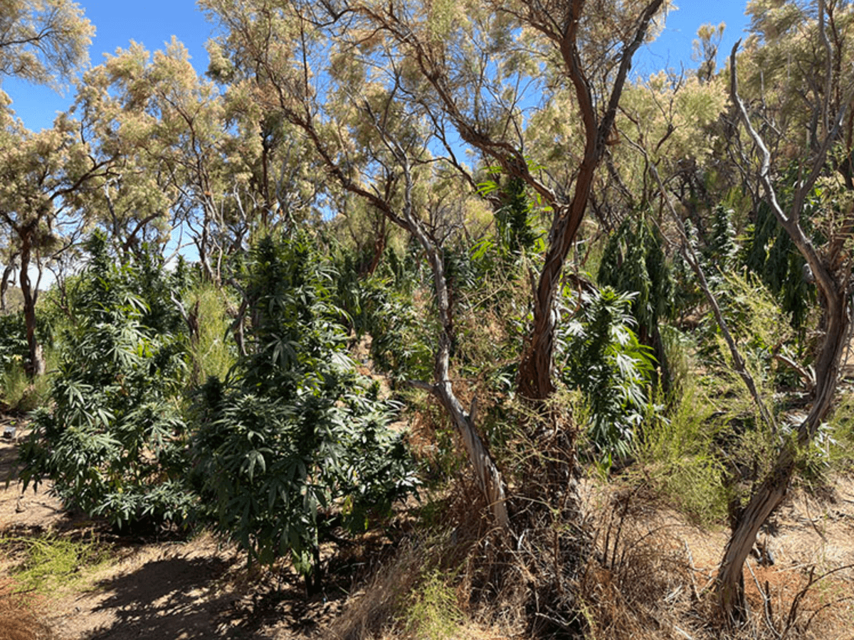 More Than 25,000 Marijuana Plants Seized in California State Parks This Year