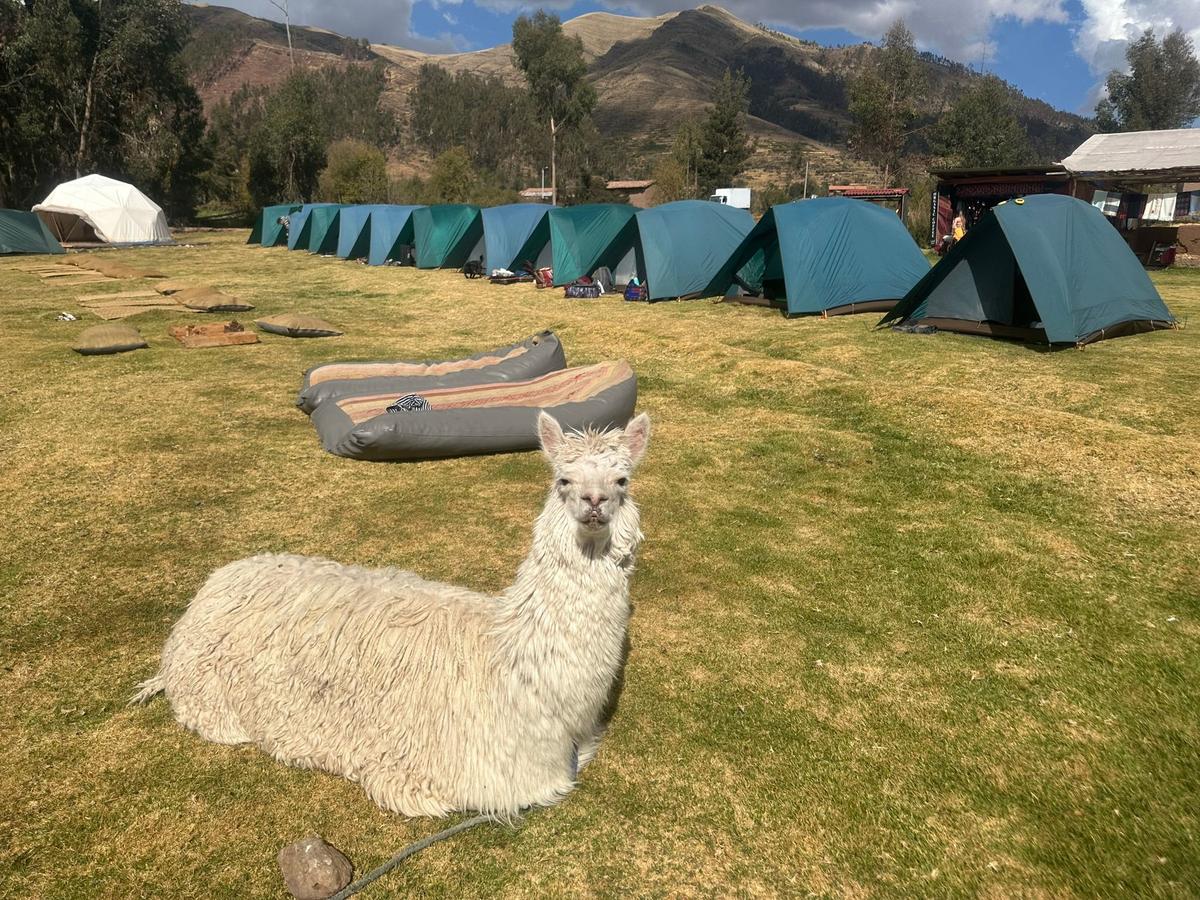 Pancho poses with the group's tents at Piuray Lake campsite. (Teresa Bergen)