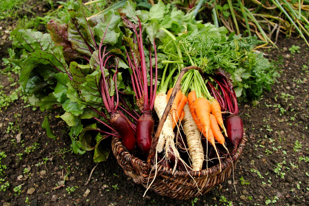 Year-Round Nutrition: The Best Crops to Grow for Long-Term Storage thumbnail